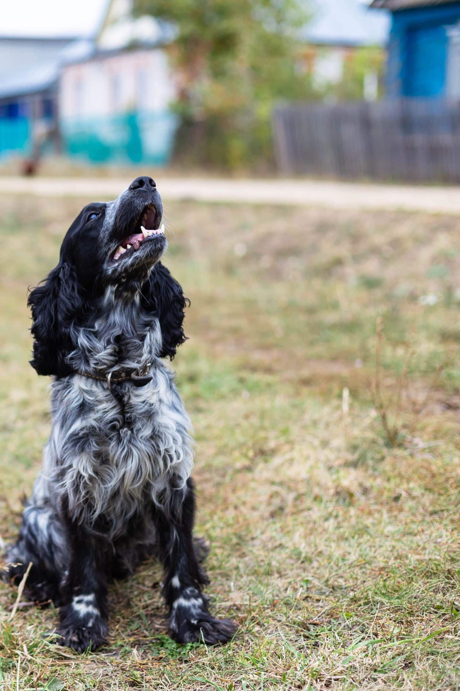 how many teeth do cocker spaniels have