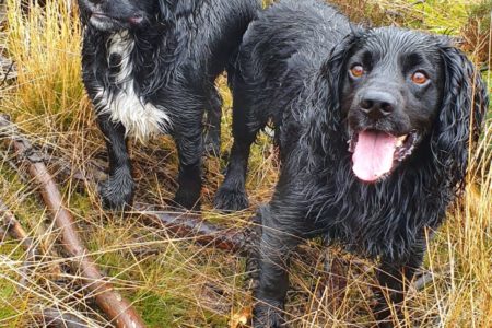 how to get a springer spaniel to come back
