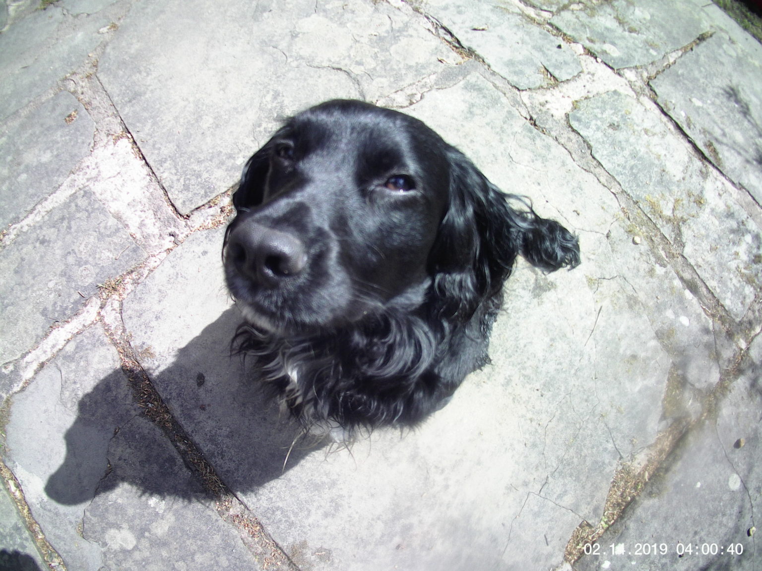 Why do springer spaniels go round in circles? Easy Spaniel Training