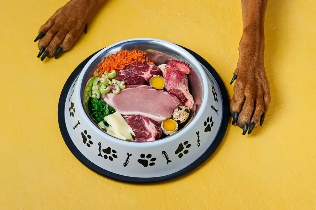 should I feed raw dog food to my dog