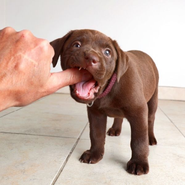 puppies need to chew when they are teething they a