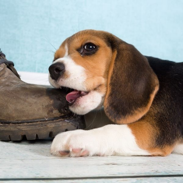 puppy chewing a shoe