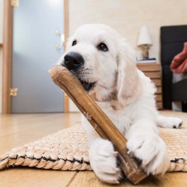 teething puppy chewing a chew 