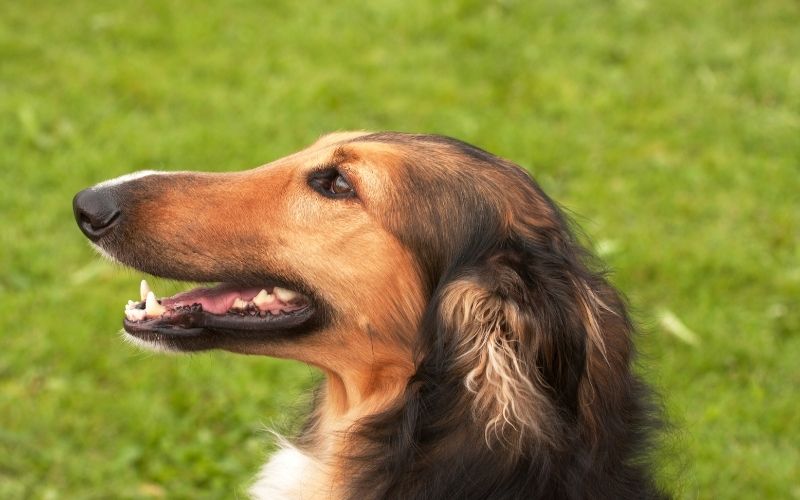 Are Borzois good pets? What you need to know. 8 are borzois good pets