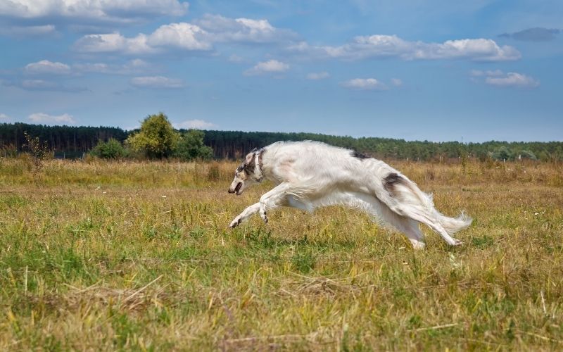 Are Borzois good pets? What you need to know. 9 are borzois good pets