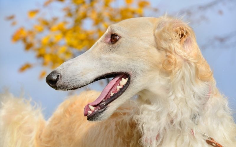 Are Borzois good pets? What you need to know. 10 are borzois good pets