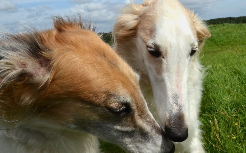 Are Borzois good pets? What you need to know. 11 are borzois good pets