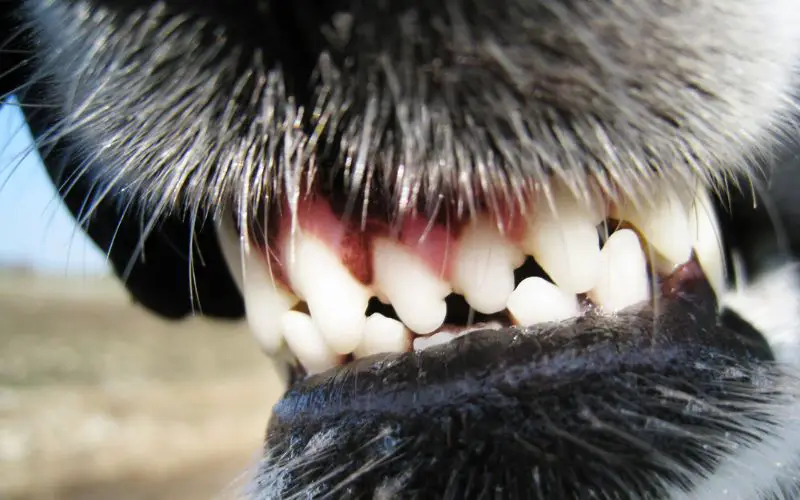 how many teeth do cocker spaniels have