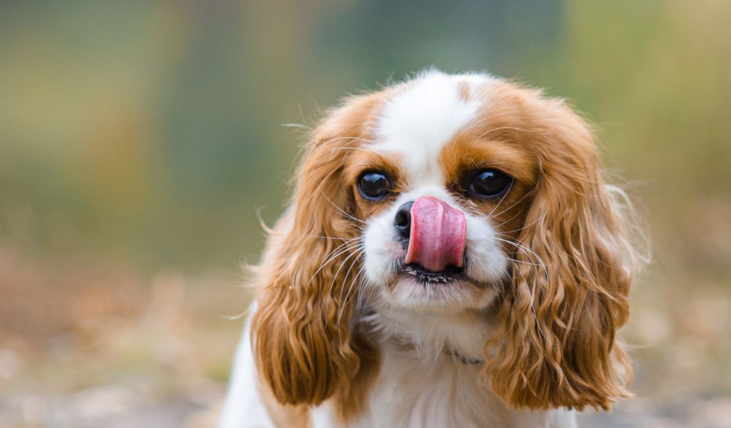 The Cavalier King Charles Spaniel: A Lovable and Loyal Companion