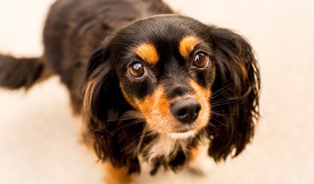 The Cavalier King Charles Spaniel