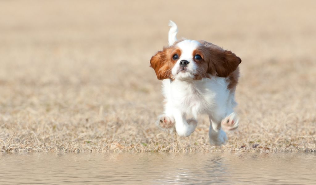 The Cavalier King Charles Spaniel: A Lovable and Loyal Companion