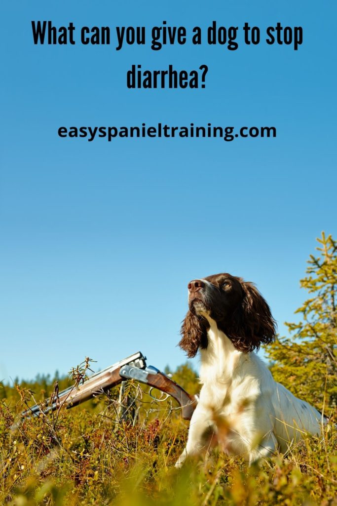 What Can You Give A Dog To Stop Diarrhea What You Should Know