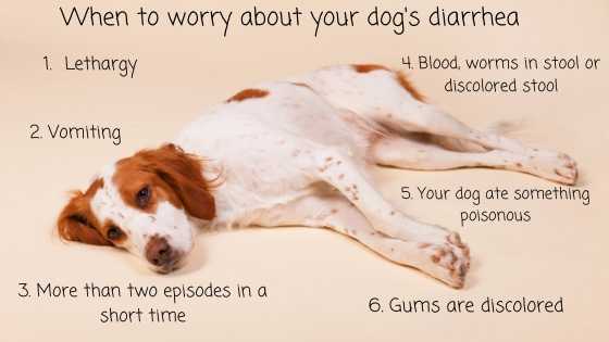 When to worry about your dogs diarrhea (2)