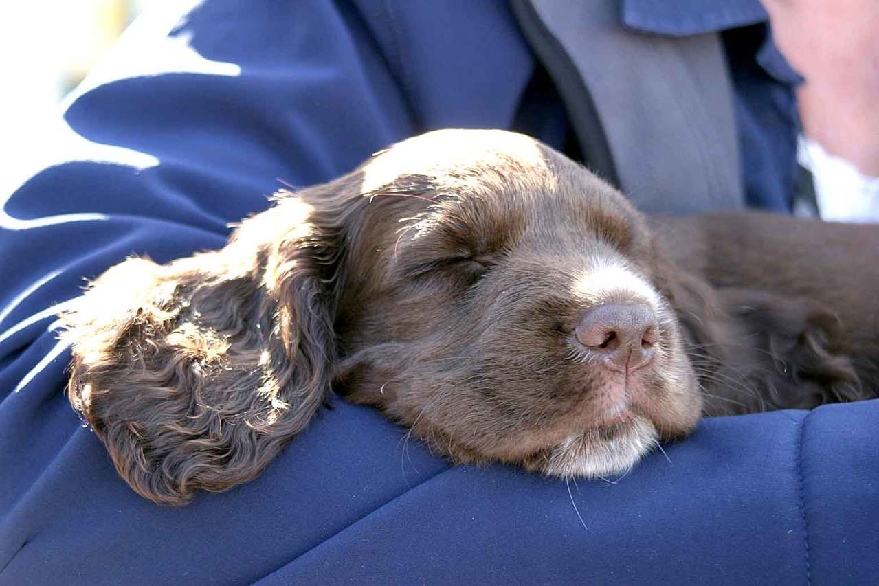 are cocker spaniels good family dogs