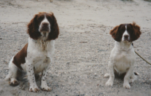 Best Spaniel Training Book