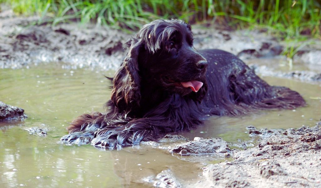 do cocker spaniels smell