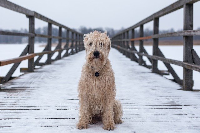 how to teach an older dog to sit