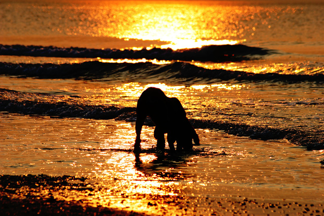 how to prevent heat stroke in spaniels