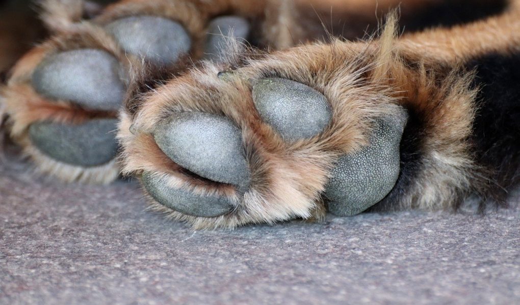 paw webbed dog feet vs non webbed