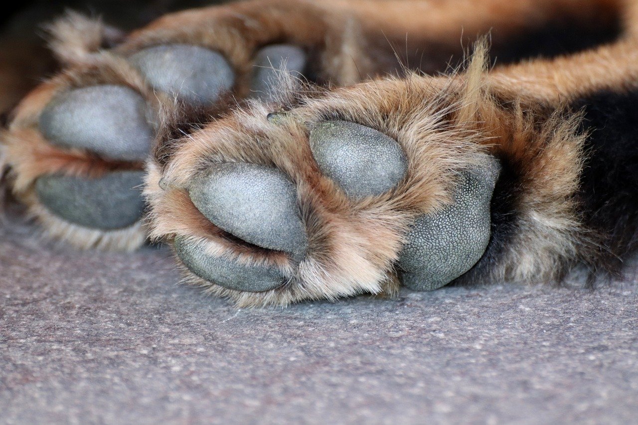 Do spaniels have webbed feet? Yes, they do but why?