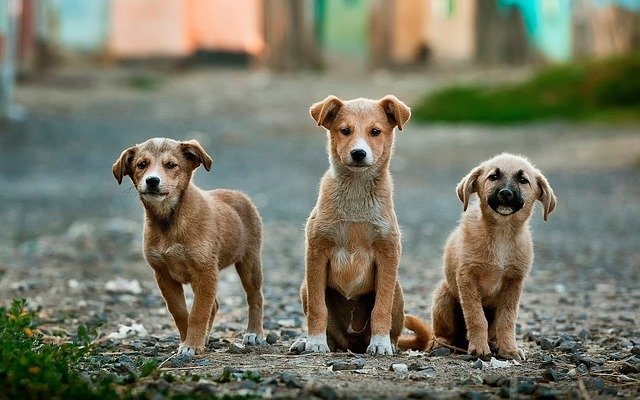 How to train a dog to sit – learn the simple and fast way