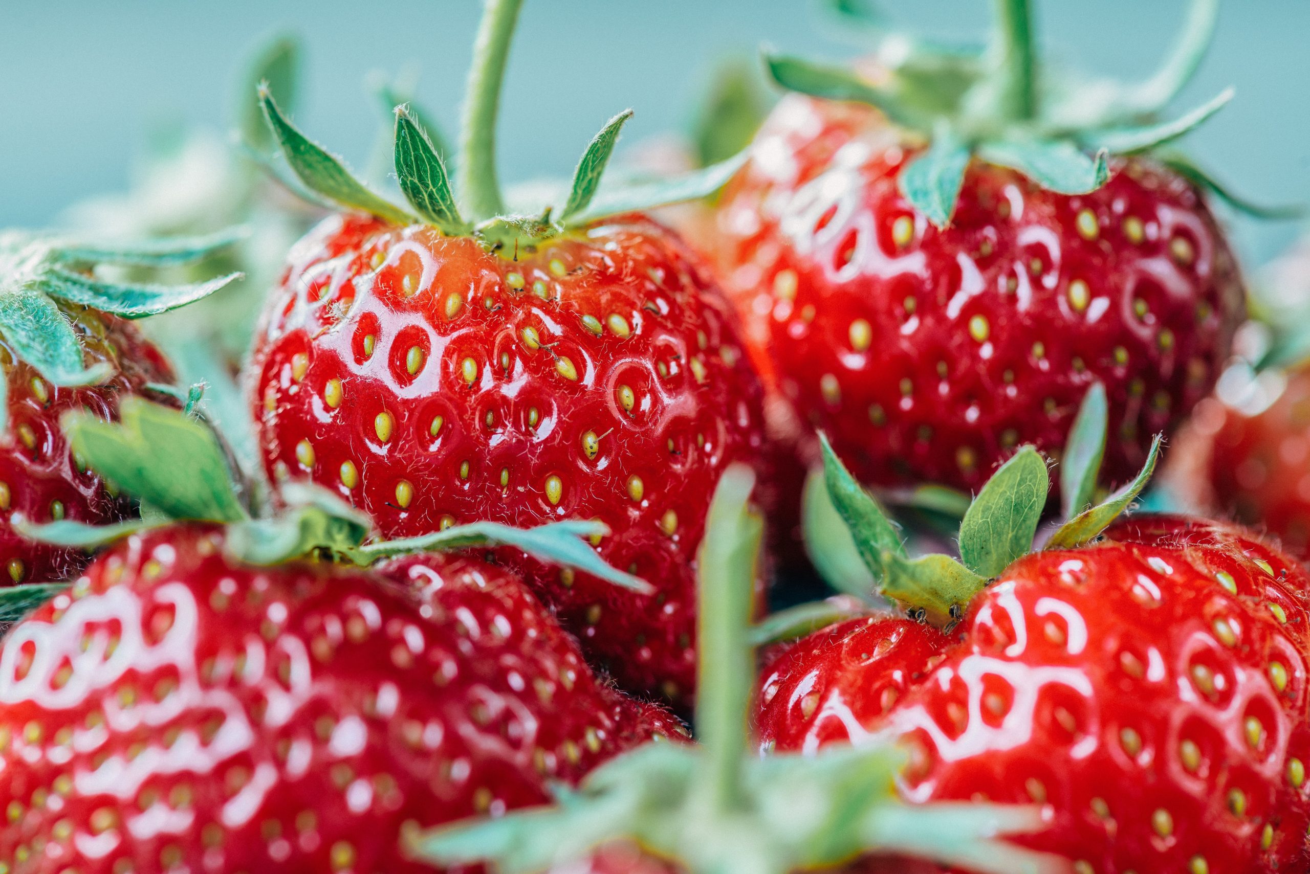 can dogs eat strawberry tops