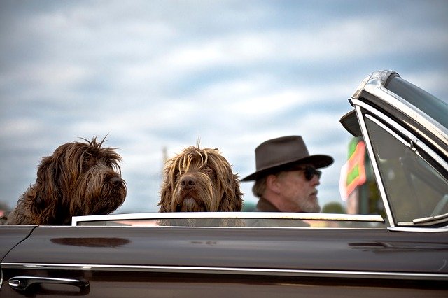 Do dogs know that we are not dogs? Interesting question for dog parents 10 do dogs know that we are not dogs