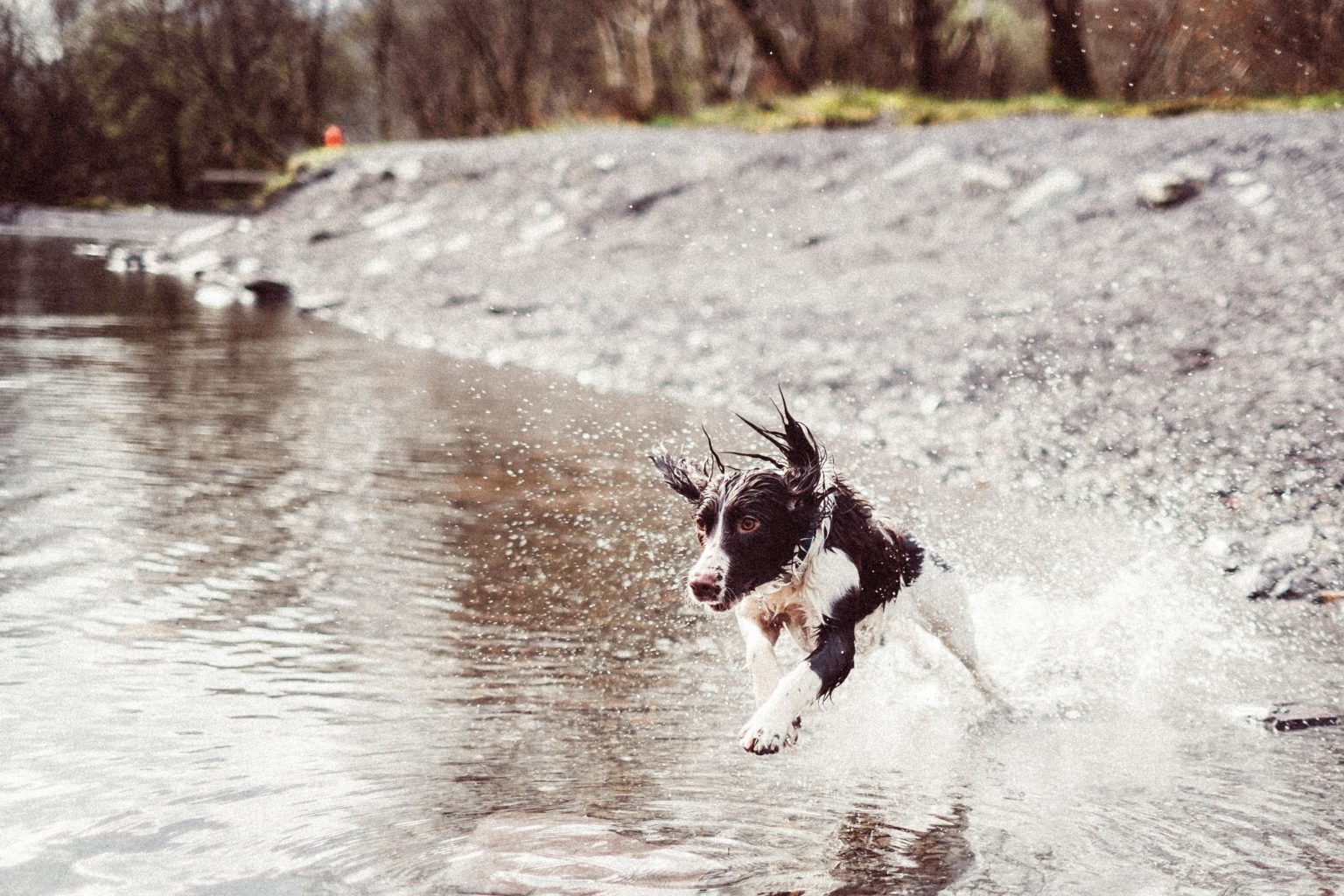 How To Train A Springer Spaniel To Come Back The Easiest Way