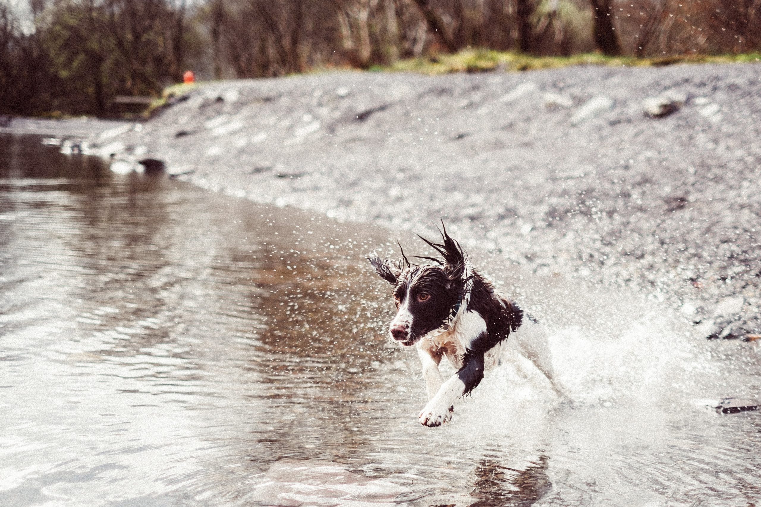 train a springer spaniel to come back