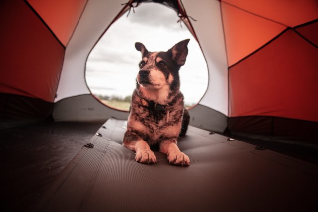 camping with your dog