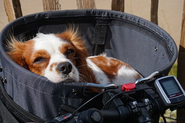 The Cavalier King Charles Spaniel: A Lovable and Loyal Companion