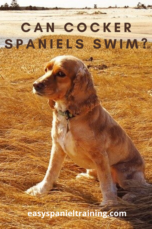 can cocker spaniels swim