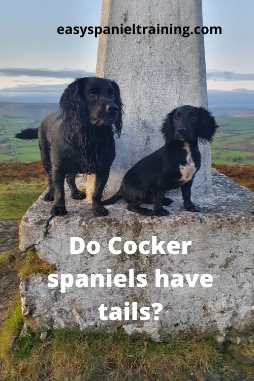 do cocker spaniels have tails