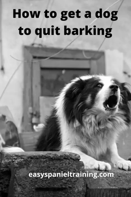 how to get a dog to quit barking