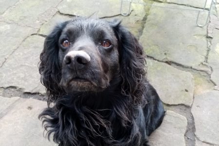 why do cocker spaniels dig