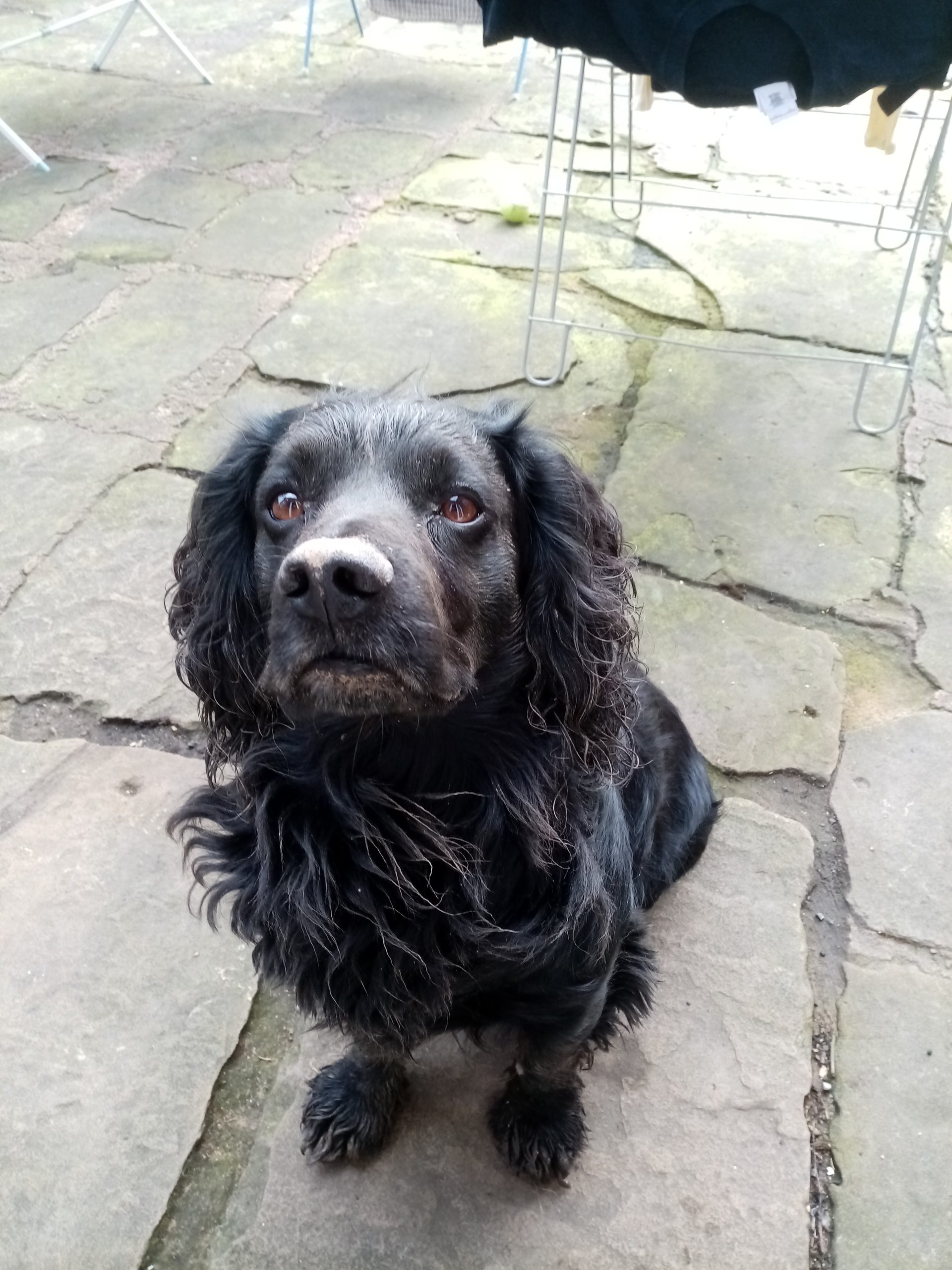why do cocker spaniels dig