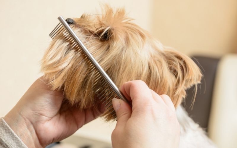 Dog Breeds Shedding - Dogs that don't shed hair 10 dog breeds that don't shed hair