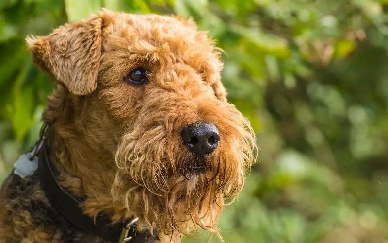 dog breeds that don't shed hair