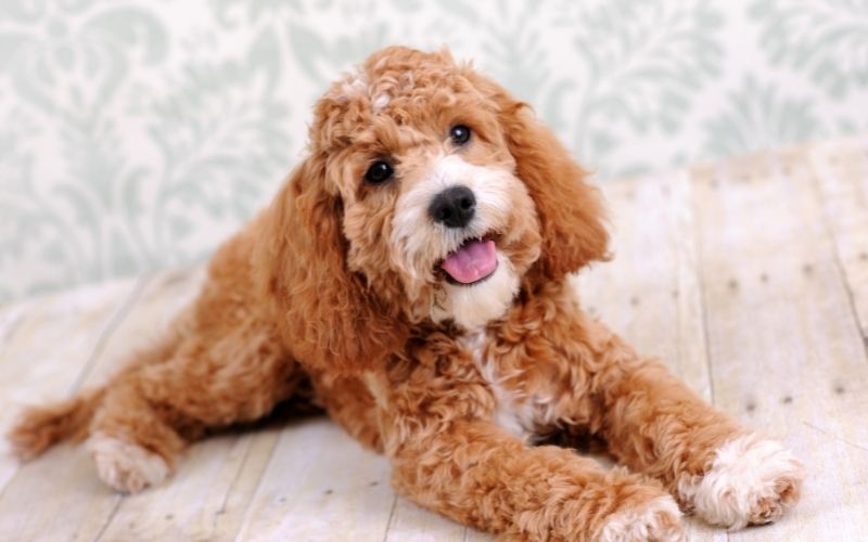 Dog Breeds Shedding - Dogs that don't shed hair 12 dogs that don't shed hair