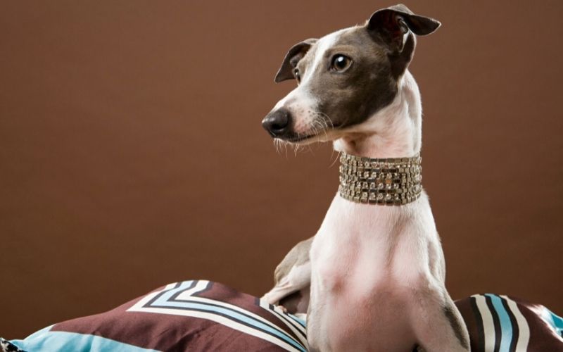 Dog Breeds Shedding - Dogs that don't shed hair 13 dogs that don't moult