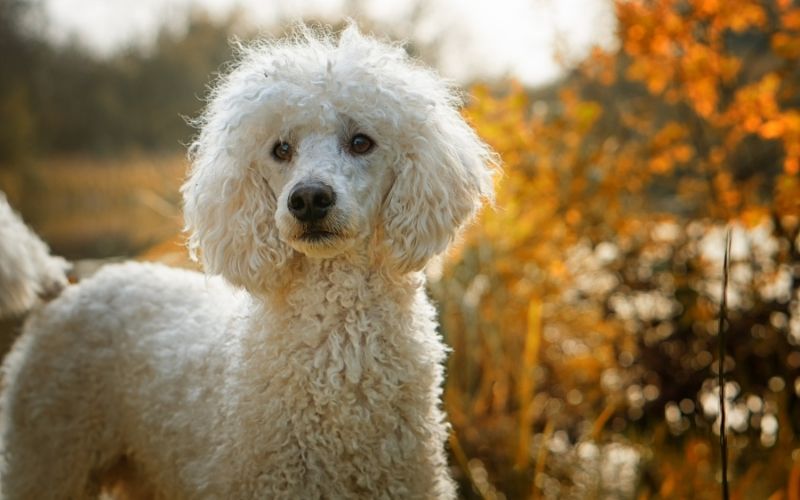 Dog Breeds Shedding - Dogs that don't shed hair 14 dogs that don't lose hair