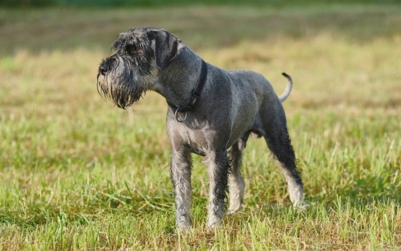 Dog Breeds Shedding - Dogs that don't shed hair 15 dogs that don't moult