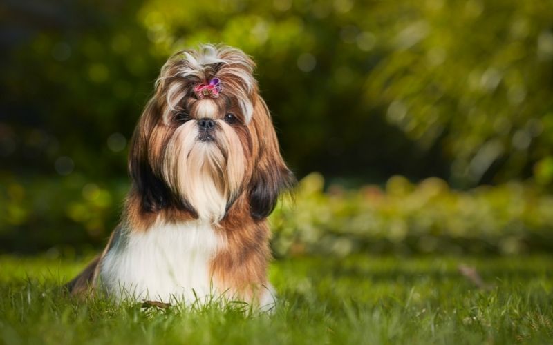 Dog Breeds Shedding - Dogs that don't shed hair 16 dogs that don't shed