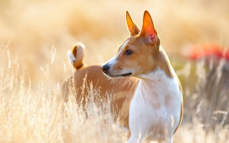 dogs that won't lose hair