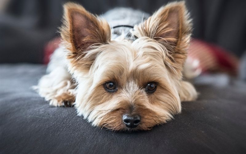 Dog Breeds Shedding - Dogs that don't shed hair 18 dogs that don't moult