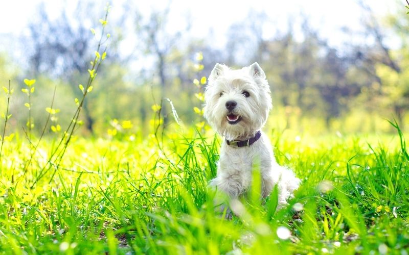 dogs that don't shed hair