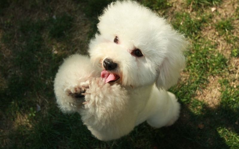 Dog Breeds Shedding - Dogs that don't shed hair 20 dogs that won't shed hair