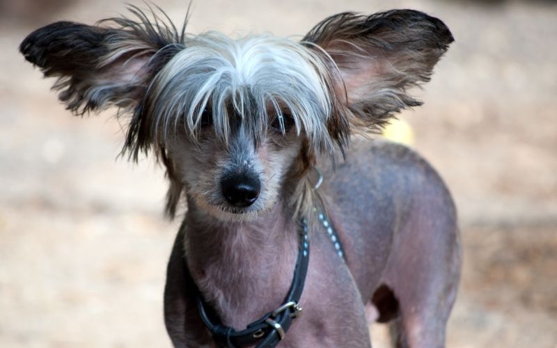 Dog Breeds Shedding - Dogs that don't shed hair 21 low shed dogs