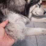 dog breeds that don't lose hair