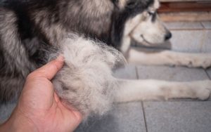 dog breeds that don't lose hair